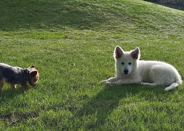 Spokojnia Apartament *